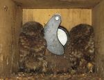 Der Steinkauz vor der Mondpendelröhre - AG Eulenschutz