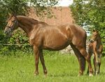 Familienbande Das war nach der Mannschaftsgoldmedaille eine Kür, Der Trakehner