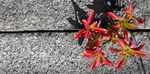 ENTRE PRENEUR RESILIENZ - AUGUST 2020