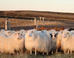 Island Landwirtschaftliche Leserreise der BauernZeitung
