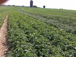 Kartoffelanbau in Belgien - Bericht aus der Praxis - Wilhelm Bommers, Landwirt Sombreffe, Belgien
