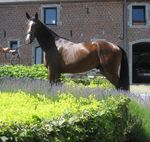 Kartoffelanbau in Belgien - Bericht aus der Praxis - Wilhelm Bommers, Landwirt Sombreffe, Belgien