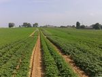 Kartoffelanbau in Belgien - Bericht aus der Praxis - Wilhelm Bommers, Landwirt Sombreffe, Belgien