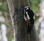 Zum Ringeln der Spechte Dendrocopos im Tiergarten Hannover