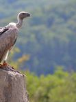 Familienpark mit Herz - und Freizeitpark Klotten