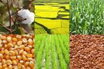 User Manual SureFood GMO ID DAS-40278-9 Corn - Food & Feed Analysis
