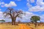 Tansania Best of Tansania Classic - Reisezeitraum: 03.07 25.10.2021 - GEO Reisen