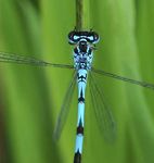 LEITFADEN: PFLEGE UND ENTWICKLUNG VON LIBELLENGR&Auml;BEN - EMPFEHLUNGEN ZUR GRABENPFLE GE F&Uuml;R DIE HELM- UND VOGEL-AZURJUNGFER COENAGRION MERCURIALE ...