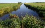 Der Schlammpeitzger - Eine &ouml;kologische Gesamt&uuml;bersicht & Anleitung zum Fischartenschutz durch Angelvereine - Anglerverband Niedersachsen