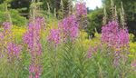 Blütenreiche Staudenhecken - Hecken müssen nicht immer aus Wildsträuchern bestehen - Gartenmaldrei