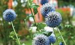 Blütenreiche Staudenhecken - Hecken müssen nicht immer aus Wildsträuchern bestehen - Gartenmaldrei