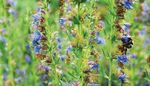 Blütenreiche Staudenhecken - Hecken müssen nicht immer aus Wildsträuchern bestehen - Gartenmaldrei