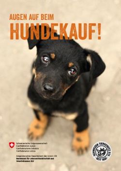 HUNDEKAUF! AUGEN AUF BEIM