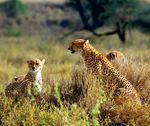 Silvester in Tansania - Tierwunder am Kilimanjaro - Kleingruppenreise - ADAC OWL