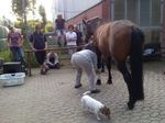 Rückblick Studiengang Pferdewissenschaften & AG Pferd 2014