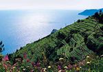 Italien - Cinque Terre: Kultur & Natur vor großer Kulisse - Presse Reisen Nord