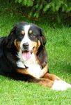 Das Magazin der Berner Sennenhunde in Not