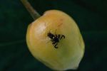Kirschfruchtfliege - Rhagoletis cerasi - Pflanzen Agroscope Merkblatt | Nr. 48 / 2016