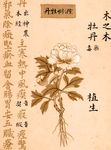 Advanced Chinese Medicine - Shou Zhong