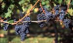 Dordogne - Périgord 21. bis 28. April 2020 8 Tage - Wein, Kulinarik und weltberühmte Höhlenmalereien Logieren im Manoir "fürstliches ...