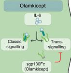 Spektrum Autoimmun - wissenswert, kompakt, anregend