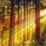 Hil-fe, Hil-fe, ruft's aus dem Wald - WOCHE WALD Machen Sie d e