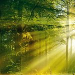 Hil-fe, Hil-fe, ruft's aus dem Wald - WOCHE WALD Machen Sie d e