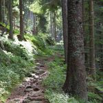 Hil-fe, Hil-fe, ruft's aus dem Wald - WOCHE WALD Machen Sie d e