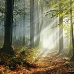 Hil-fe, Hil-fe, ruft's aus dem Wald - WOCHE WALD Machen Sie d e