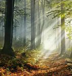 Hil-fe, Hil-fe, ruft's aus dem Wald - WOCHE WALD Machen Sie d e