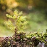 Hil-fe, Hil-fe, ruft's aus dem Wald - WOCHE WALD Machen Sie d e