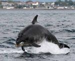TOD - Updates whales.org - Whale & Dolphin Conservation