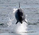 TOD - Updates whales.org - Whale & Dolphin Conservation