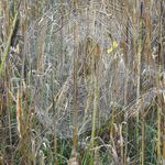 Landwirte gestalten Vielfalt! - LEBENDIGE AGRARLANDSCHAFTEN