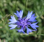 Landwirte gestalten Vielfalt! - LEBENDIGE AGRARLANDSCHAFTEN