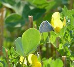 Landwirte gestalten Vielfalt! - LEBENDIGE AGRARLANDSCHAFTEN