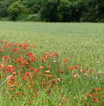 Landwirte gestalten Vielfalt! - LEBENDIGE AGRARLANDSCHAFTEN