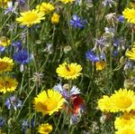 Landwirte gestalten Vielfalt! - LEBENDIGE AGRARLANDSCHAFTEN