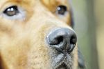 Der Schlüssel zum Erfolg - Zur Bindung von Rüdemann und Hund - Verein Dachsbracke