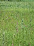 Monitoring-Konzept Kaltbrunner Riet (2012-2021) Vegetation, Amphibien und Wirbellose