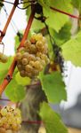 GenussReise für Weinliebhaber - Mit Weinexpertin Diana Rohrbach zu den erlesensten - Natur Pur Reisen