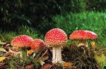 Programm Herbst 2020 - Stadt Bargteheide