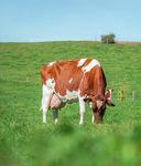 Swissherdbookbulletin - AMANDOLA - Garantin f&uuml;r Langlebigkeit
