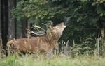 DIE MITGLIEDER DES FÖRDERV EREINS - 14.AUSGABE Oktober2014 - Tierparkfreunde Chemnitz