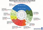 Phänologischer Kalender - Ein Rhythmus, den die Natur vorgibt und dem der Bien folgt - Bienen&Natur