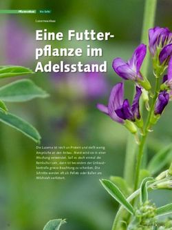 Eine Futter pflanze im Adelsstand - UFA Samen
