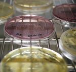 4 BIOLOGISCHE ARBEITSSTOFFE - HANDBUCH - GEF&Auml;HRDUNGSFAKTOREN - BAUA