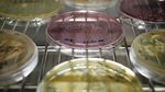 4 BIOLOGISCHE ARBEITSSTOFFE - HANDBUCH - GEF&Auml;HRDUNGSFAKTOREN - BAUA