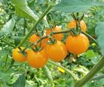 Cocktailtomaten Tomatensortenliste - Jungpflanzen 2021 - Tomaten aus Kurpfalz