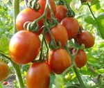Cocktailtomaten Tomatensortenliste - Jungpflanzen 2021 - Tomaten aus Kurpfalz